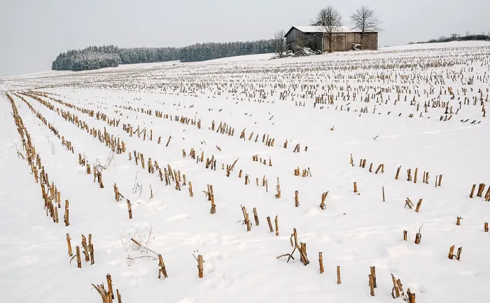 Gerahmter Druck : Winter-Stoppelfeld Gerahmter Druck : Winter-Stoppelfeld