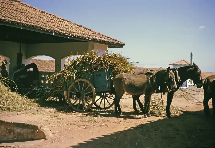 Gerahmter Druck : Zuckerrohr und feine Gräser auf einem Wagen für Viehfutter, Fazenda Sant Anna, Campinas, Brasilien, Südamerika 1962.