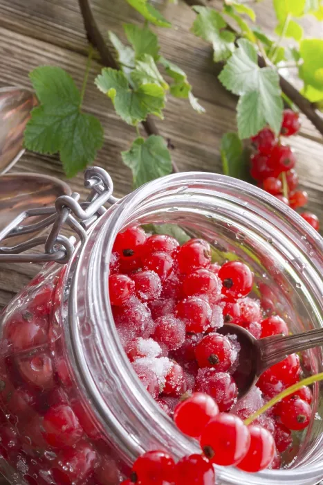 Gerahmter Druck : Gesüßte rote Johannisbeere Gerahmter Druck : Gesüßte rote Johannisbeere