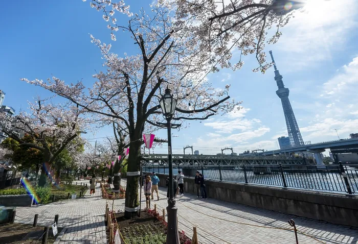 Gerahmter Druck : Sumida-Park mit blühenden Kirschbäumen. Gerahmter Druck : Sumida-Park mit blühenden Kirschbäumen.