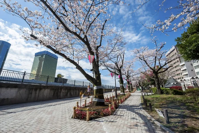 Gerahmter Druck : Sumida-Park mit blühenden Kirschbäumen. Gerahmter Druck : Sumida-Park mit blühenden Kirschbäumen.