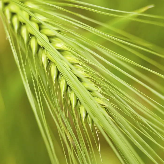 Gerahmter Druck : Sommergerste Gerahmter Druck : Sommergerste