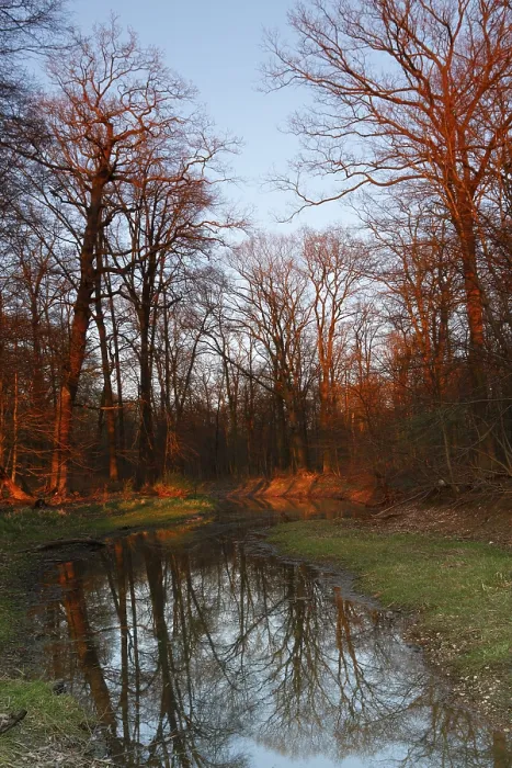 Gerahmter Druck : Sommerhochwasser im Überschwemmungswald. Gerahmter Druck : Sommerhochwasser im Überschwemmungswald.