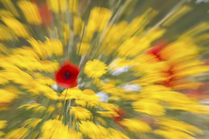 Gerahmter Druck : Sommerblumen Gerahmter Druck : Sommerblumen