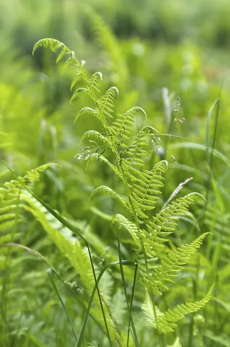 Gerahmter Druck : Sommerwald in Grün Gerahmter Druck : Sommerwald in Grün
