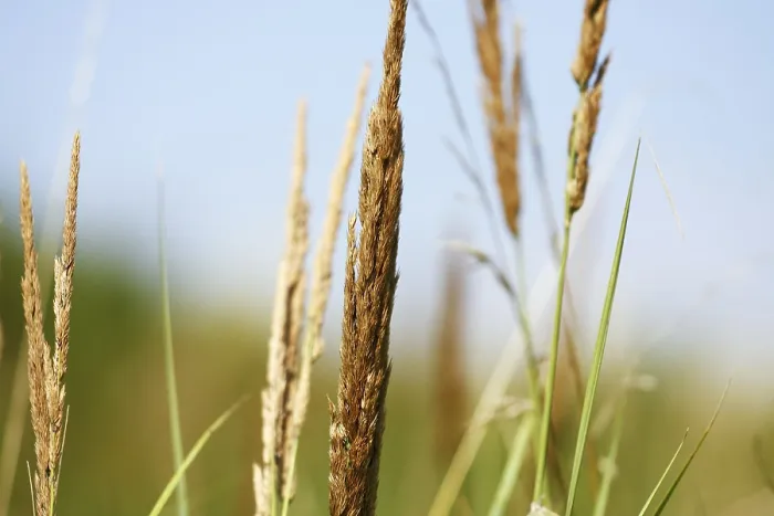 Gerahmter Druck : Sommergras-Hintergrund Gerahmter Druck : Sommergras-Hintergrund
