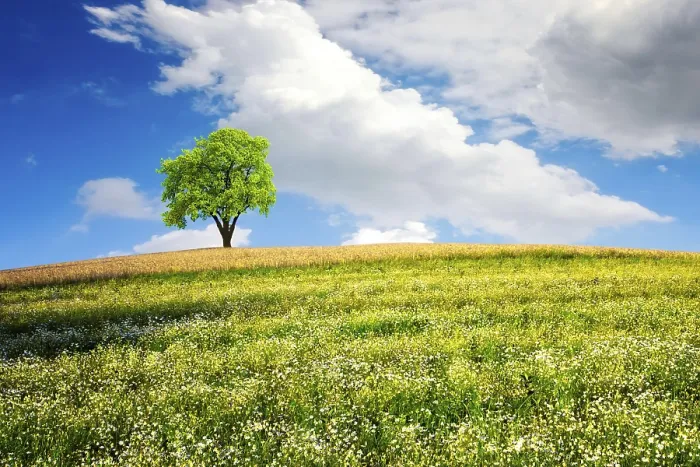 Gerahmter Druck : Sommerlandschaft