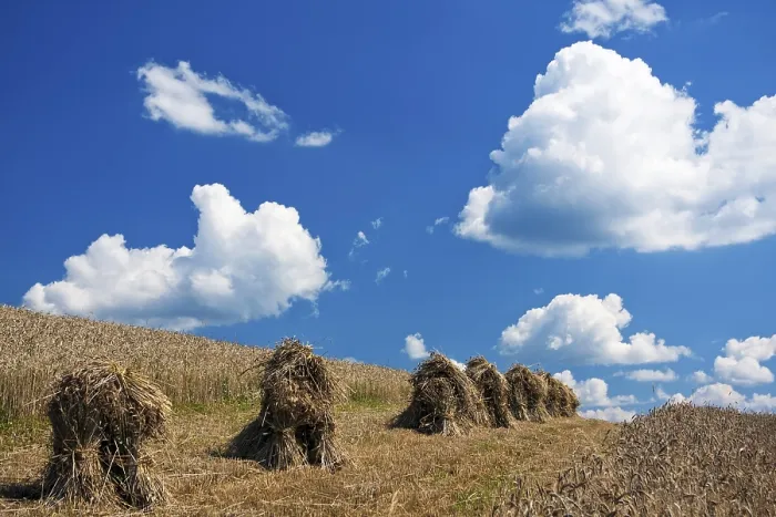 Gerahmter Druck : Sommerlandschaft Gerahmter Druck : Sommerlandschaft