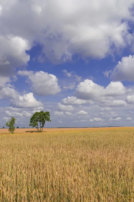 Gerahmter Druck : Sommer in Polen Gerahmter Druck : Sommer in Polen