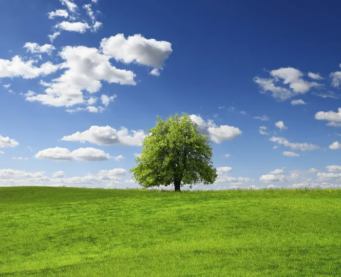 Gerahmter Druck : Sommerbaum auf grünem Feld. Gerahmter Druck : Sommerbaum auf grünem Feld.