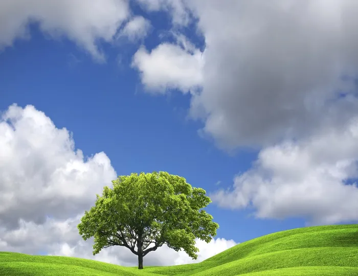 Gerahmter Druck : Sommerbaum auf grünem Wiesenfeld. Gerahmter Druck : Sommerbaum auf grünem Wiesenfeld.
