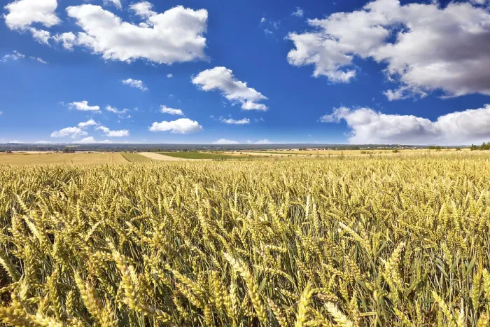 Gerahmter Druck : Sommerweizenfeld. Gerahmter Druck : Sommerweizenfeld.