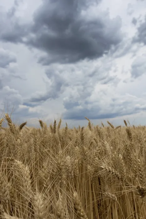 Gerahmter Druck : Sommerweizenfeld und Sturmwolken. Gerahmter Druck : Sommerweizenfeld und Sturmwolken.
