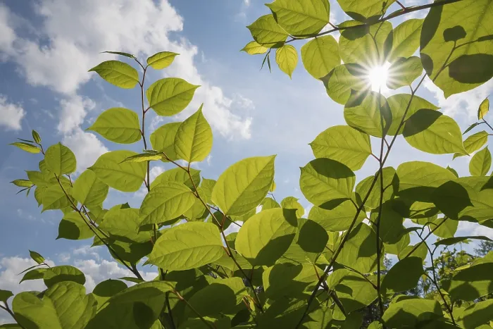 Gerahmter Druck : Die Sonne bricht durch frische Blätter. Gerahmter Druck : Die Sonne bricht durch frische Blätter.
