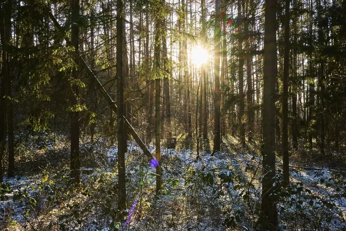 Gerahmter Druck : Die Sonne kommt durch einen Wald im Winter. Gerahmter Druck : Die Sonne kommt durch einen Wald im Winter.