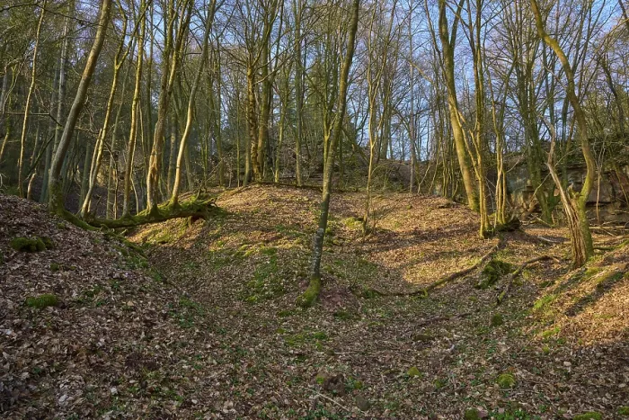 Gerahmter Druck : Sonnendurchfluteter Wald mit kahlen Bäumen und moosbedecktem Boden. Gerahmter Druck : Sonnendurchfluteter Wald mit kahlen Bäumen und moosbedecktem Boden.