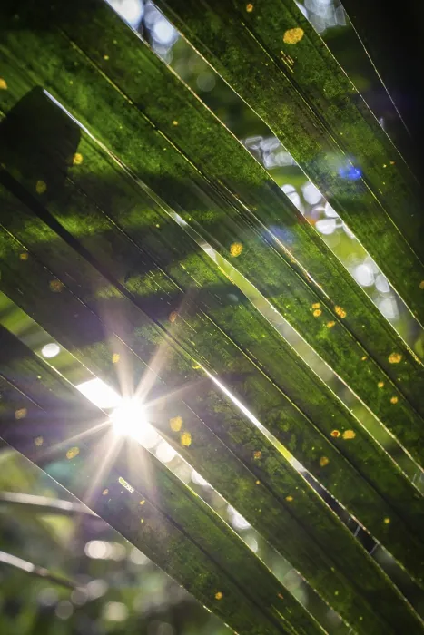 Gerahmter Druck : Die Sonne blitzt durch den Regenwald. Gerahmter Druck : Die Sonne blitzt durch den Regenwald.