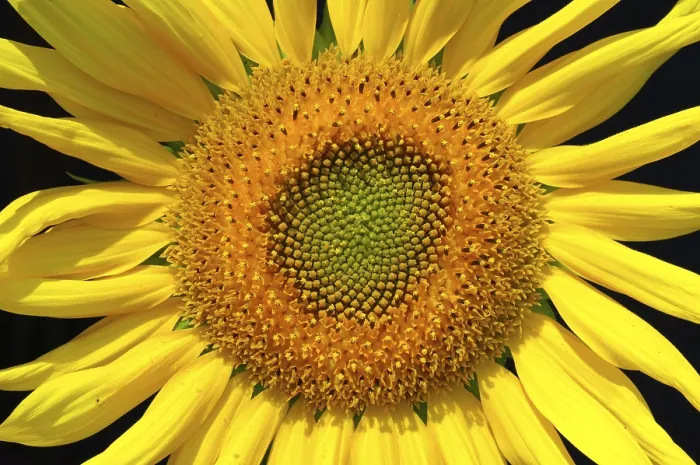 Gerahmter Druck : Sonnenblume Gerahmter Druck : Sonnenblume