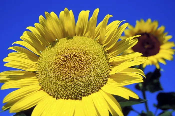 Gerahmter Druck : Sonnenblumen Gerahmter Druck : Sonnenblumen