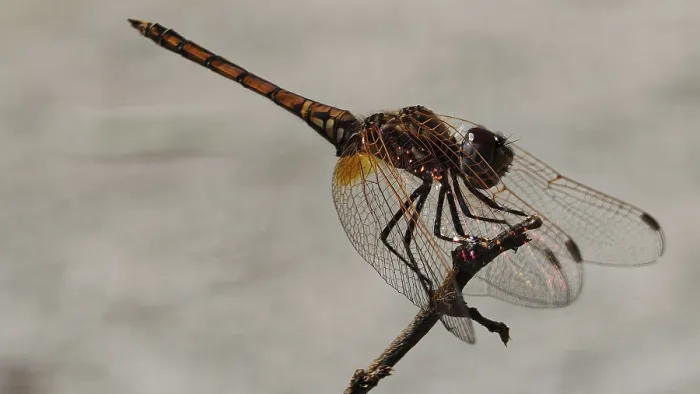 Gerahmter Druck : Sonnenzeiger (Trithemis) auf einem Ast. Gerahmter Druck : Sonnenzeiger (Trithemis) auf einem Ast.