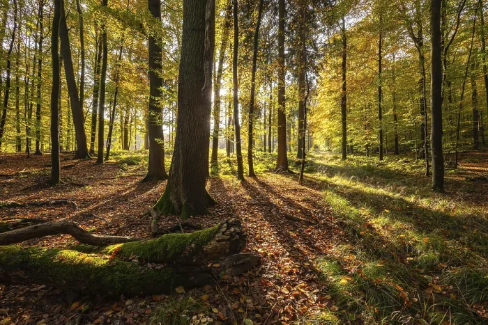 Gerahmter Druck : Sonnestrahlen fallen in einer rustikalen Herbstwaldlandschaft. Gerahmter Druck : Sonnestrahlen fallen in einer rustikalen Herbstwaldlandschaft.