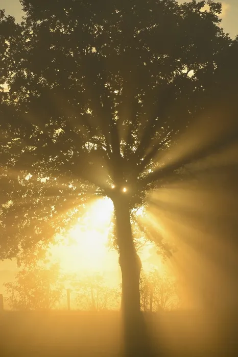 Gerahmter Druck : Sonnenschein in einem Baum, Dingdener Heide. Gerahmter Druck : Sonnenschein in einem Baum, Dingdener Heide.