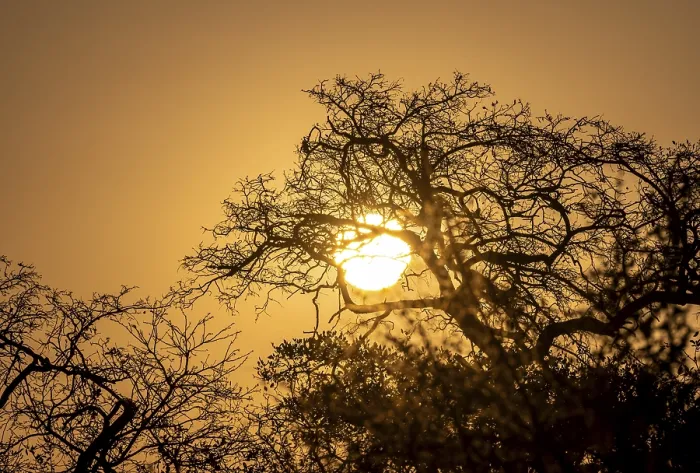 Gerahmter Druck : Sonnenuntergang hinter kahlen Bäumen. Gerahmter Druck : Sonnenuntergang hinter kahlen Bäumen.