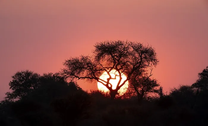 Gerahmter Druck : Sonne untergeht hinter einem Baum, Silhouette eines Baumes vor einer atmosphärischen Sonnenuntergang. Gerahmter Druck : Sonne untergeht hinter einem Baum, Silhouette eines Baumes vor einer atmosphärischen Sonnenuntergang.