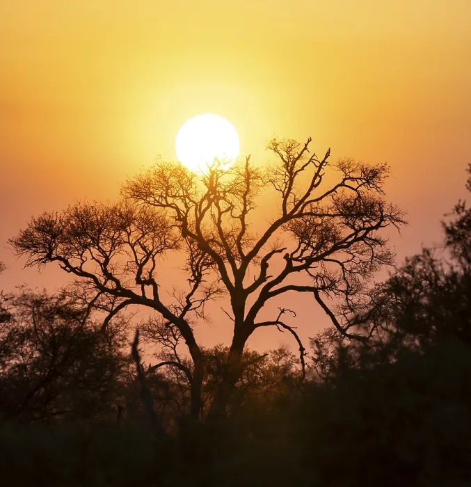 Gerahmter Druck : Der Sonnenuntergang hinter einem Baum, Silhouette eines Baumes vor einem atmosphärischen Sonnenuntergang. Gerahmter Druck : Der Sonnenuntergang hinter einem Baum, Silhouette eines Baumes vor einem atmosphärischen Sonnenuntergang.