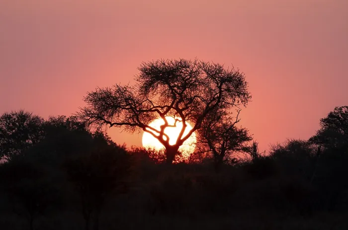 Gerahmter Druck : Sonnenuntergang hinter einem Baum, Silhouette eines Baumes vor einem atmosphärischen Sonnenuntergang. Gerahmter Druck : Sonnenuntergang hinter einem Baum, Silhouette eines Baumes vor einem atmosphärischen Sonnenuntergang.