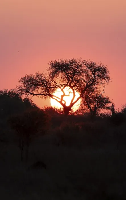 Gerahmter Druck : Die Sonne geht hinter einem Baum unter, Silhouette eines Baumes vor einem atmosphärischen Sonnenuntergang. Gerahmter Druck : Die Sonne geht hinter einem Baum unter, Silhouette eines Baumes vor einem atmosphärischen Sonnenuntergang.