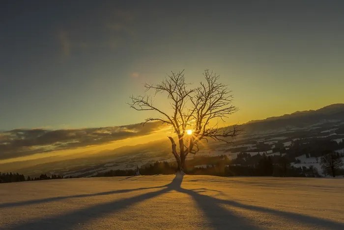 Gerahmter Druck : Die Sonne scheint durch einen nackten Baum im Winter. Gerahmter Druck : Die Sonne scheint durch einen nackten Baum im Winter.