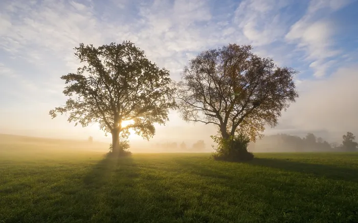 Gerahmter Druck : Die Sonne scheint zwischen zwei Bäumen. Gerahmter Druck : Die Sonne scheint zwischen zwei Bäumen.