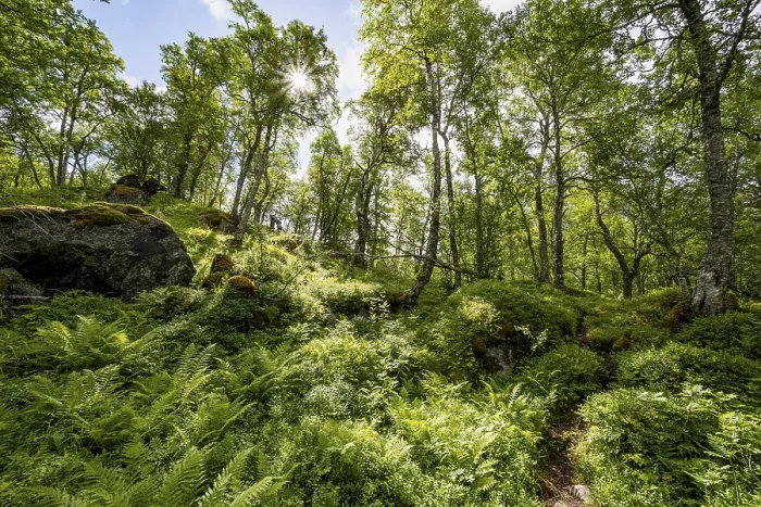 Gerahmter Druck : Die Sonne scheint durch die Bäume, birkenwald. Gerahmter Druck : Die Sonne scheint durch die Bäume, birkenwald.