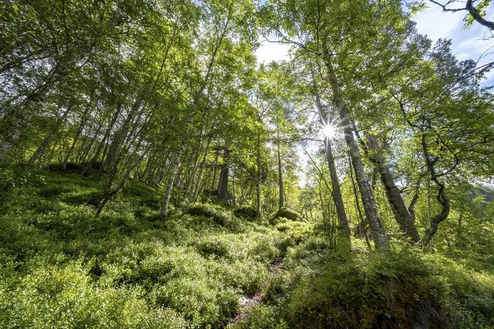 Gerahmter Druck : Die Sonne scheint durch Bäume, Birkenwald. Gerahmter Druck : Die Sonne scheint durch Bäume, Birkenwald.