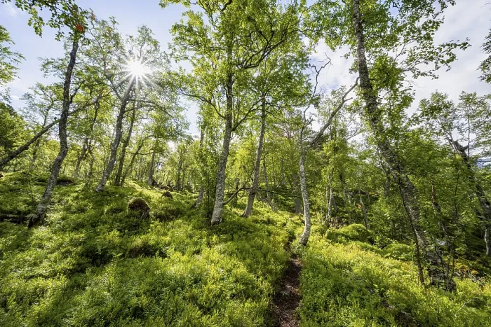 Gerahmter Druck : Die Sonne scheint durch Bäume, Birkenwald. Gerahmter Druck : Die Sonne scheint durch Bäume, Birkenwald.