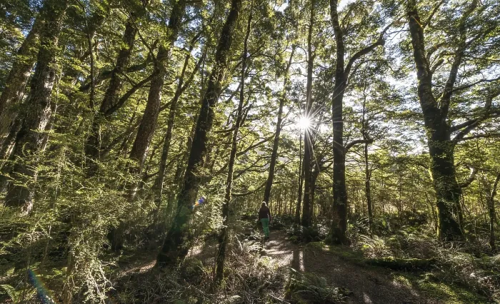 Gerahmter Druck : Sonne schneit durch Wald, gemäßigte Regenwald. Gerahmter Druck : Sonne schneit durch Wald, gemäßigte Regenwald.