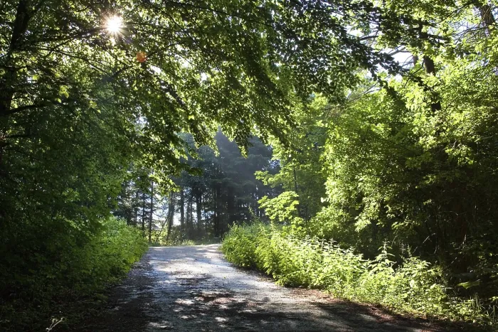 Gerahmter Druck : Sonne scheint auf einem Waldweg, im Hintergrund beleuchtet. Gerahmter Druck : Sonne scheint auf einem Waldweg, im Hintergrund beleuchtet.