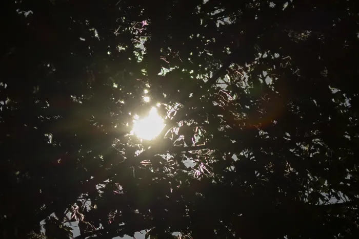 Gerahmter Druck : Die Sonne scheint durch Blätter des Baumes. Gerahmter Druck : Die Sonne scheint durch Blätter des Baumes.