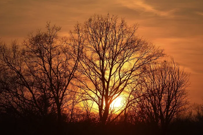 Gerahmter Druck : Die Sonne scheint durch Bäume am Sonnenuntergang.