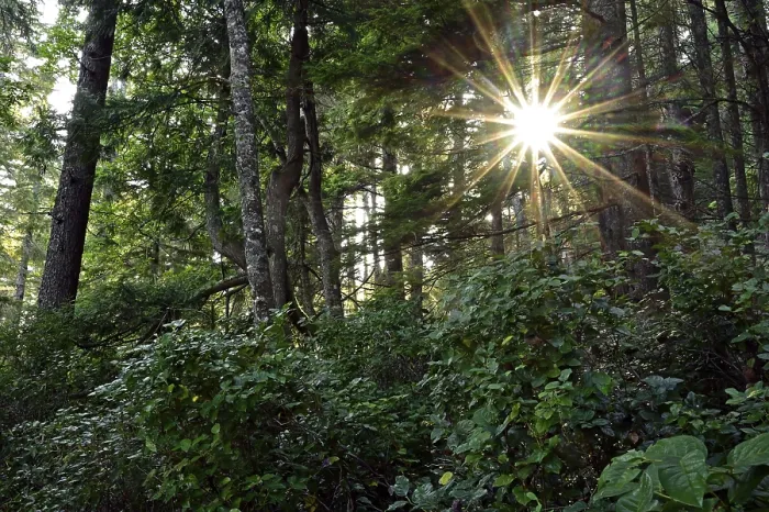 Gerahmter Druck : Die Sonne scheint durch die Bäume im gemäßigten Regenwald. Gerahmter Druck : Die Sonne scheint durch die Bäume im gemäßigten Regenwald.