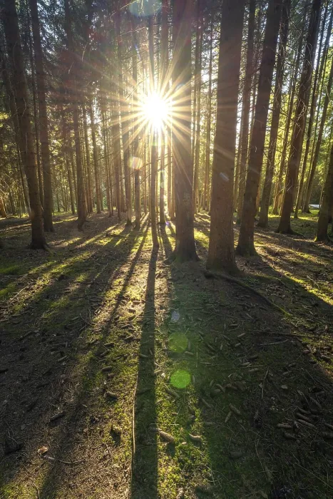 Gerahmter Druck : Sonne Stern am Abend im Schwarzwald. Gerahmter Druck : Sonne Stern am Abend im Schwarzwald.
