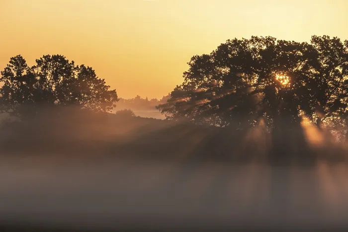 Gerahmter Druck : Sonnenschein, der durch ein Baum breitet sich aus, Nebel. Gerahmter Druck : Sonnenschein, der durch ein Baum breitet sich aus, Nebel.