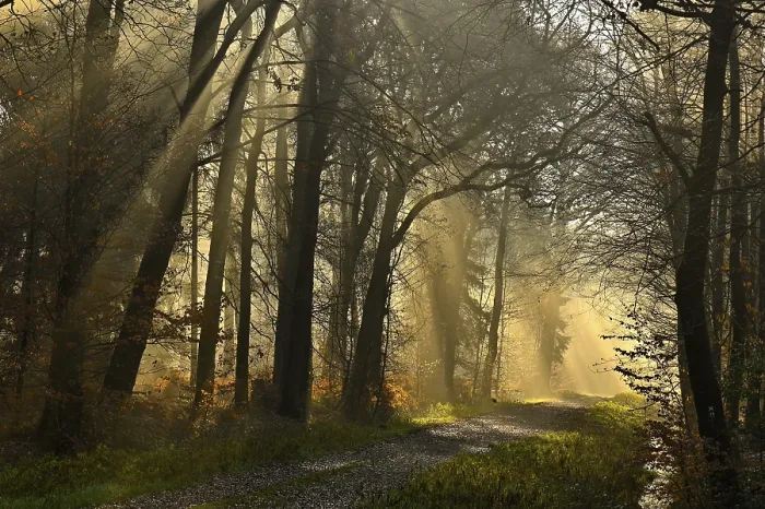 Gerahmter Druck : Sonnenschein auf einem Waldweg im Herbst. Gerahmter Druck : Sonnenschein auf einem Waldweg im Herbst.
