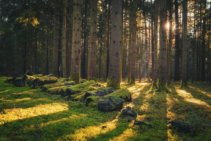 Gerahmter Druck : Sonnenschein dringt durch den Wald. Gerahmter Druck : Sonnenschein dringt durch den Wald.