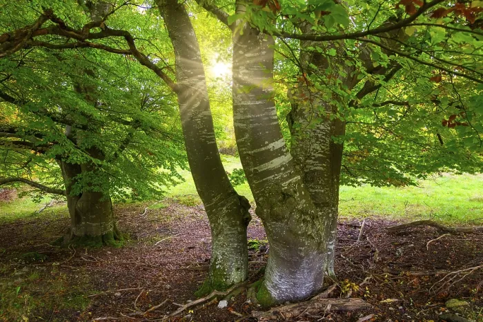 Gerahmter Druck : Sonnenschein durch Bäume in einem Lichtungen. Gerahmter Druck : Sonnenschein durch Bäume in einem Lichtungen.