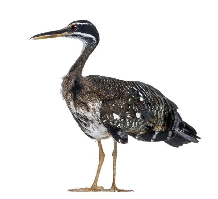 Gerahmter Druck : Sonnenbittern - Eurypyga helias - Isoliert auf Weiß