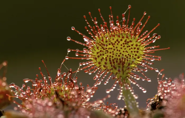 Gerahmter Druck : Sundew Gerahmter Druck : Sundew