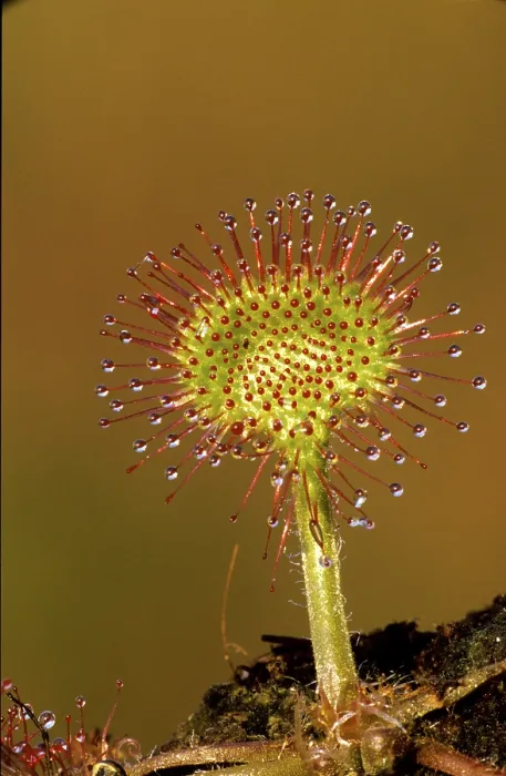 Gerahmter Druck : Sundew Gerahmter Druck : Sundew