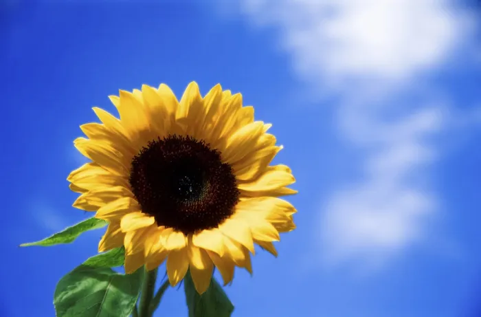 Gerahmter Druck : Sunflower